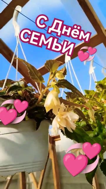 БЕГОНИЯ в цвету 🏵️🌱🏵️🤩🤗С праздником! С днём сем? смотреть онлайн