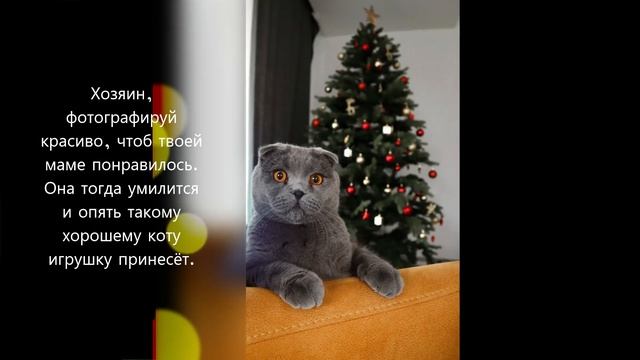 Прикольные котики со смешными «мыслями»: Топ-15 пушистых для настроения смотреть онлайн