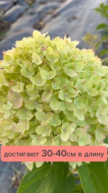 Bee Green(Би Грин)-загадочная новинка метельчатых гортенз? смотреть онлайн