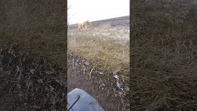 Цербер возраст 10мес.В холке96см.Вес 92.Сын Спартака и Ма? смотреть онлайн