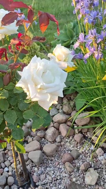 Роза Ян Павел II: характеристики и описание сорта #розы смотреть онлайн