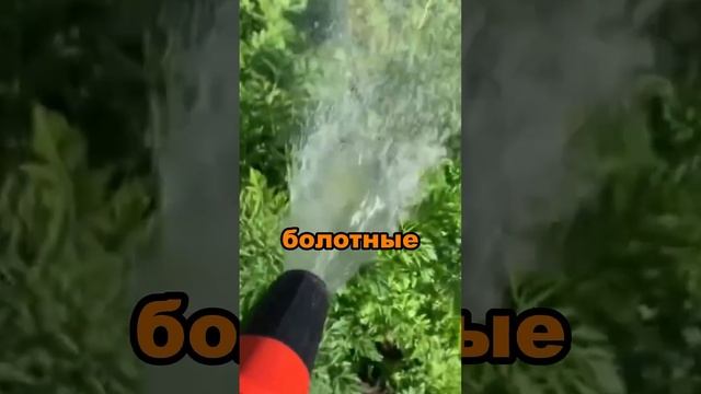 Сделай это и твои лилии заиграют яркими красками #дача смотреть онлайн