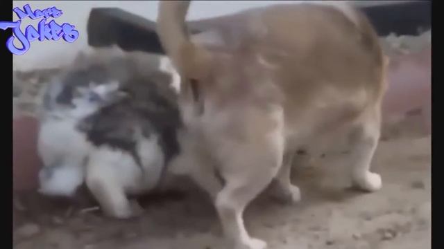 #3 More Jokes - лучшие приколы про собак 2016 / "" the best jokes"Dogs" смотреть онлайн