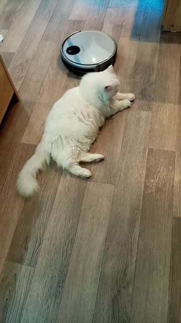 Робот пылесос делает жёсткий массаж коту Мартину. смотреть онлайн