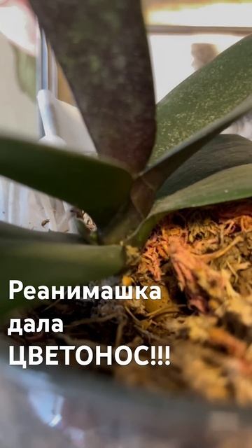 #данапротасова #orchid #orchideen #орхидеи #реанимацияорхидей смотреть онлайн