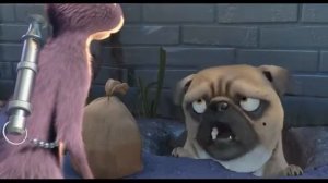 Реальная белка