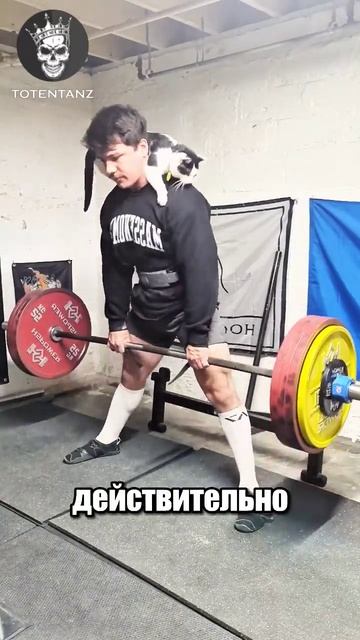 😸Кот-тренер: подъем веса с неожиданным соратником.#ко смотреть онлайн