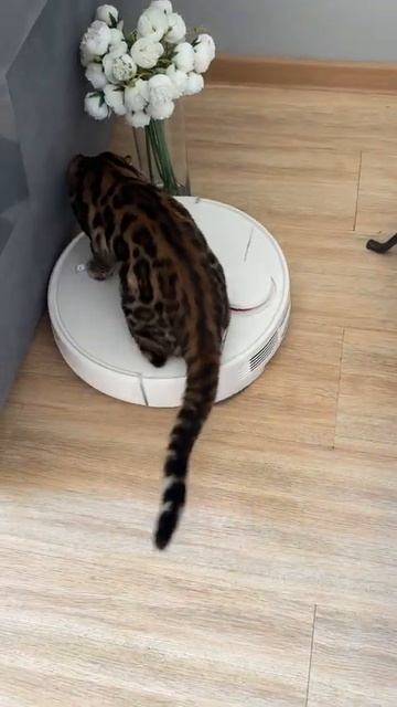 Чиь-то кошки боятся пылесосов, а у нас пылесос боится к смотреть онлайн