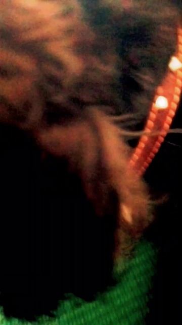 да у меня есть собачка) #карась #манго #рисунок #арт #mango смотреть онлайн