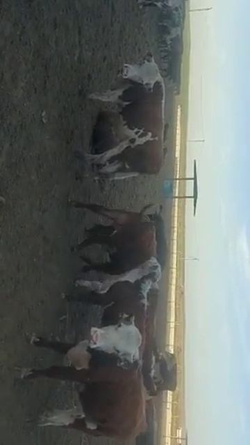 Бычки Ангус и Герефорд вес средний 260 кг цена 290 тыс тен смотреть онлайн