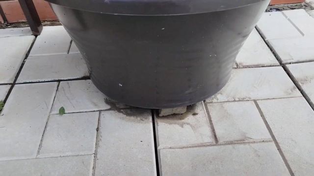 Восстанавливаю петунии после града смотреть онлайн