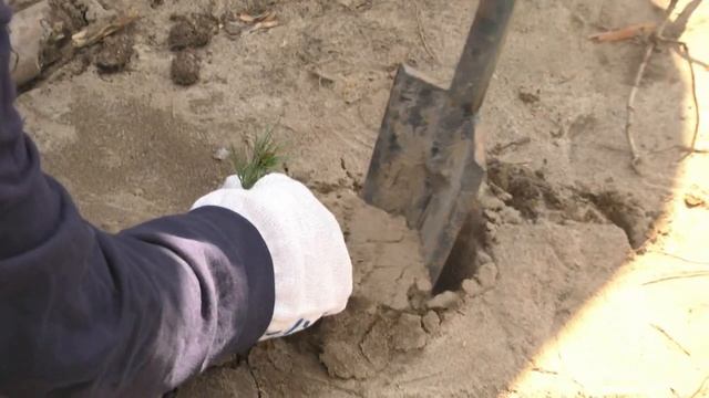 "Сад памяти" - акция в Серповском лесхозе смотреть онлайн