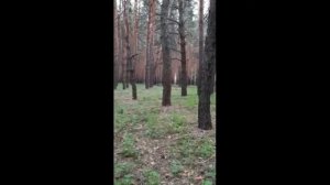 Сдавайся, хохол!!! Тут Ахмат Сила!