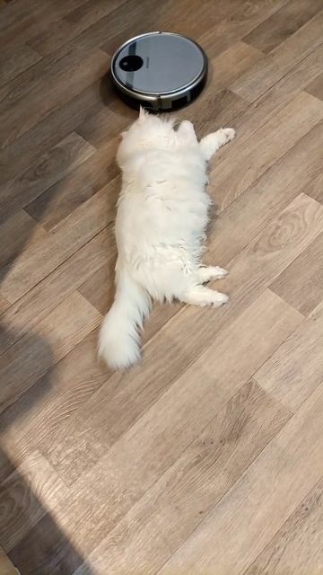 Жёсткий массаж коту Мартину от робота пылесоса. смотреть онлайн