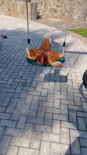 Курица качается на качелях #chicken #курица #качели #swing смотреть онлайн