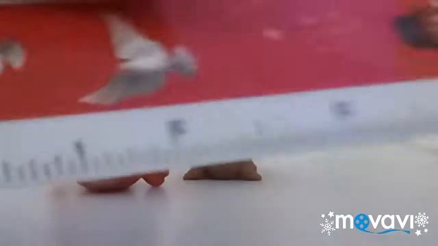 Обзор на новых петов! Это Lps новых коллекций! Радость или разочарование??? смотреть онлайн