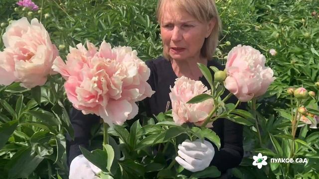Pastelorama peony. Пастелорама пион. Пулков сад (2024 г) смотреть онлайн