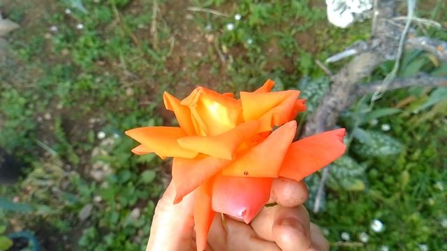 Делаю крем из лепестков роз, ирисов, лилейников, лилий смотреть онлайн