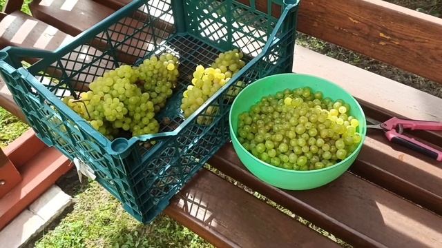 💁🍇 ПАСТИЛА из винограда...это очень вкусно 😋🍇 смотреть онлайн