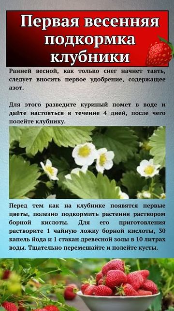 ОЧЕНЬ ВАЖНАЯ ПОДКОРМКА КЛУБНИКИ #огород #сад #клубника смотреть онлайн
