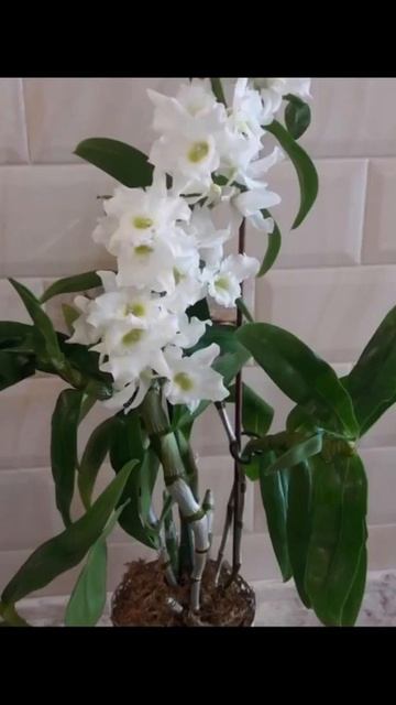Дендробиум нобиле, первое цветение. #orchid #садоводничес смотреть онлайн
