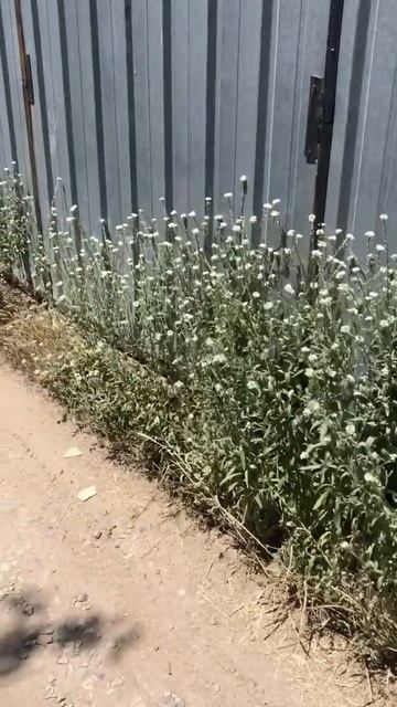 Посмотрите какое простое органическое оформление под смотреть онлайн