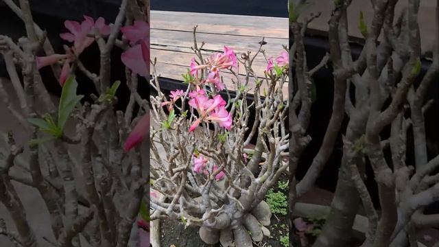 АДЕНИУМ ТУЧНЫЙ, или АДЕНИУМ ТОЛСТЫЙ (Adenium Obesum), Pattaya, Thaila