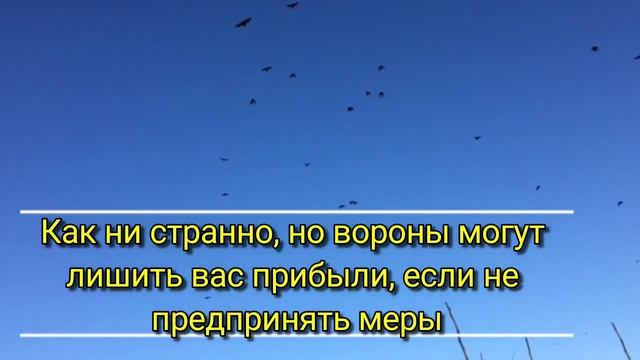 Как отпугнуть ворон? как отогнать ворон, наглядное вид смотреть онлайн