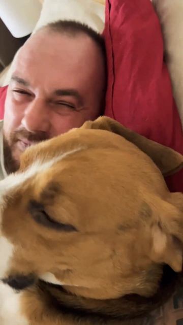 какашки Фарадэй не ест💩 #бигль #beagle смотреть онлайн