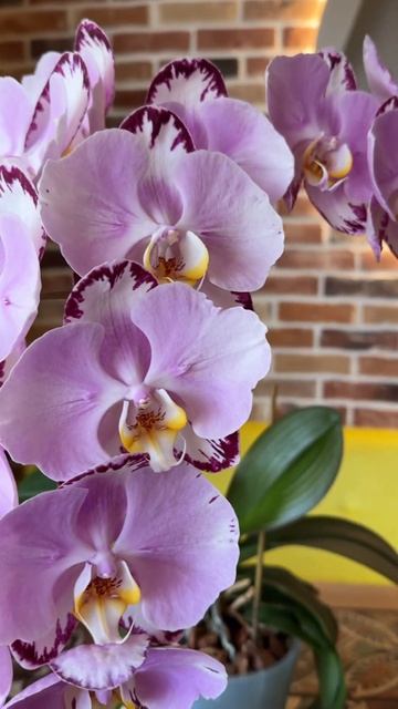 Арт ново ❤️🦋 смотреть онлайн