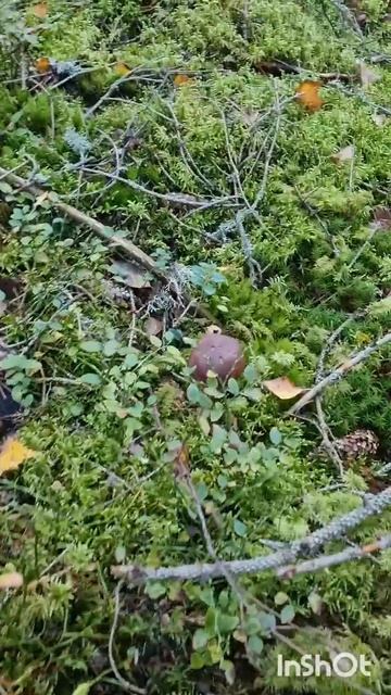 ПРИМЕТЫ ГРИБНИКОВ, польский белый гриб, СБОР ГРИБОВ ос смотреть онлайн