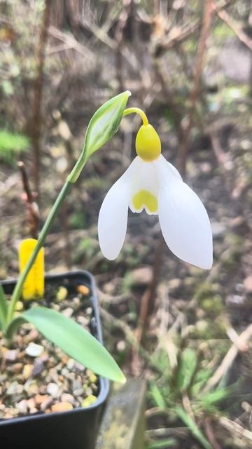 Galanthus Treasure Island #galanthus #snowdrops #garden #подснежник смотреть онлайн