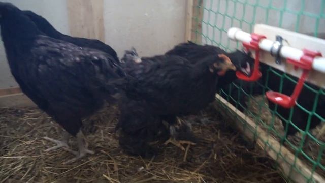 как устроен курятник смотреть онлайн