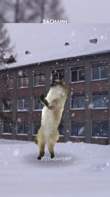 Физкультура ограбила котика! #Shorts #КотМемный #Коты #Кот смотреть онлайн