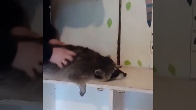 Приколы с енотами 10 часть смотреть онлайн