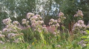 ДУШИЦА - ТРАВА ДОЛГОЛЕТИЯ.🌿🌸🍃ВРЕМЯ СОБИРАТЬ