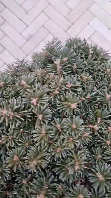 🌲Сильберкугель пихта на штамбе | Telegram: https://t.me/love_is_hvoiny смотреть онлайн