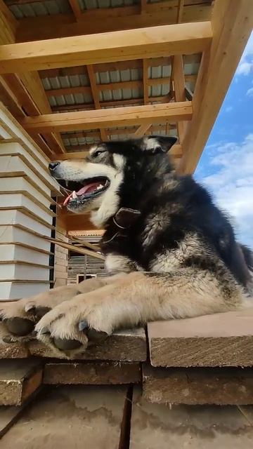 собака друг человека смотреть онлайн