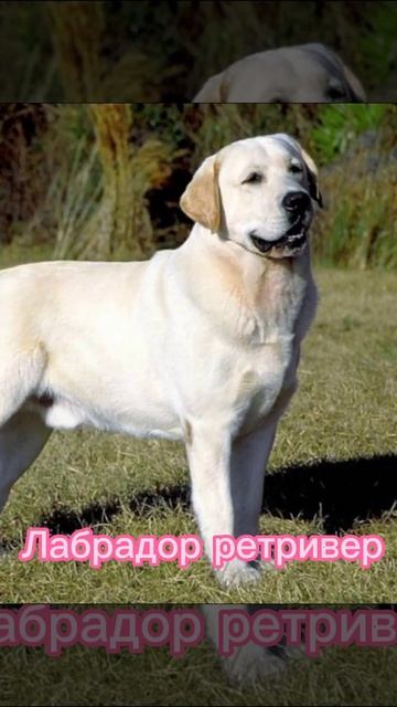 какие породы собак подходят для знаков зодиаков смотреть онлайн