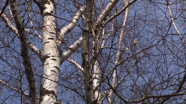 Сезон охоты смотреть онлайн
