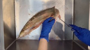 КАК ПОЧИСТИТЬ СТЕРЛЯДЬ ПРОЩЕ ВСЕГО?!