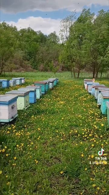 🐝🐝🐝Обълётка🐝🐝🐝 смотреть онлайн