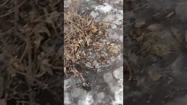 потерялись в лесу, и увидели слив хита!!!!🤯