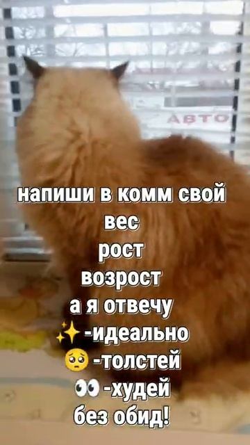 напиши свой вес, рост, возраст🐼 смотреть онлайн