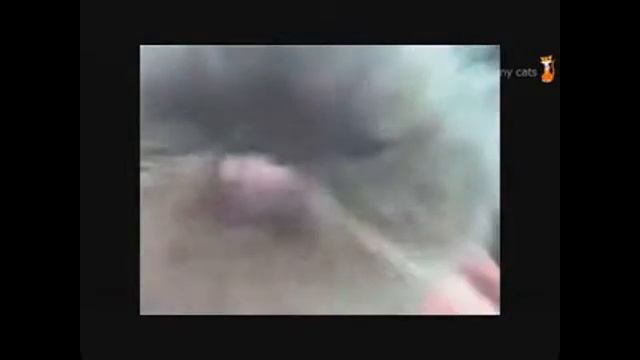 Приколы с Кошечками смотреть онлайн