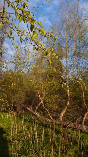 У весенней берёзы 🌳(1) смотреть онлайн