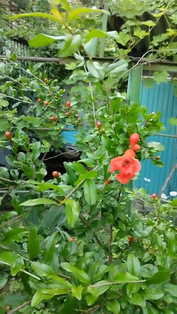 Цветет гранат на Ставрополье. смотреть онлайн