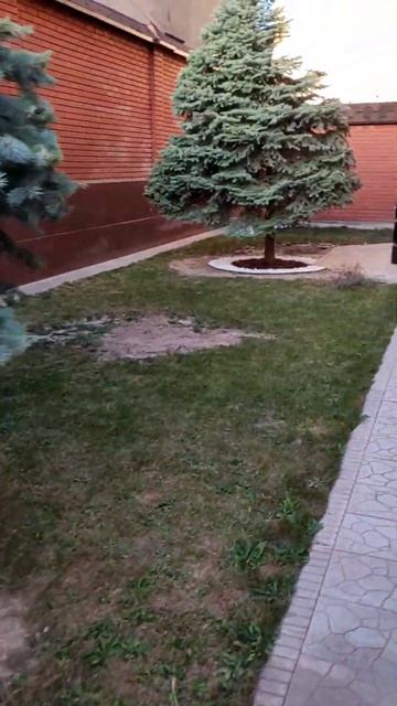 Работает ПРОФЕССЕОНАЛ! #домисадутаке #огород #юмор #са? смотреть онлайн