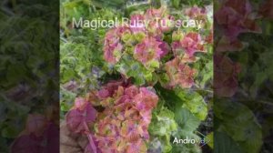 Гортензия крупнолистная 🌺 Серия Magical🔥🌺😍