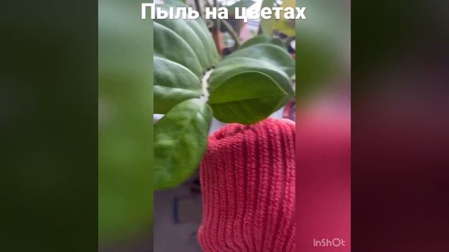 Гринвей. Файбер ребристый как мощный пылесос собирает смотреть онлайн